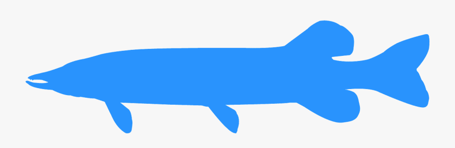 Northern Pike Silhouette, Transparent Clipart