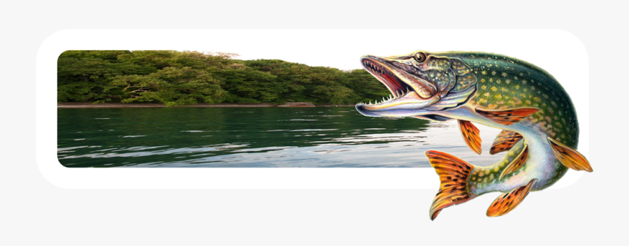 Clip Art Fishing Articles February - Pike Fish Png, Transparent Clipart