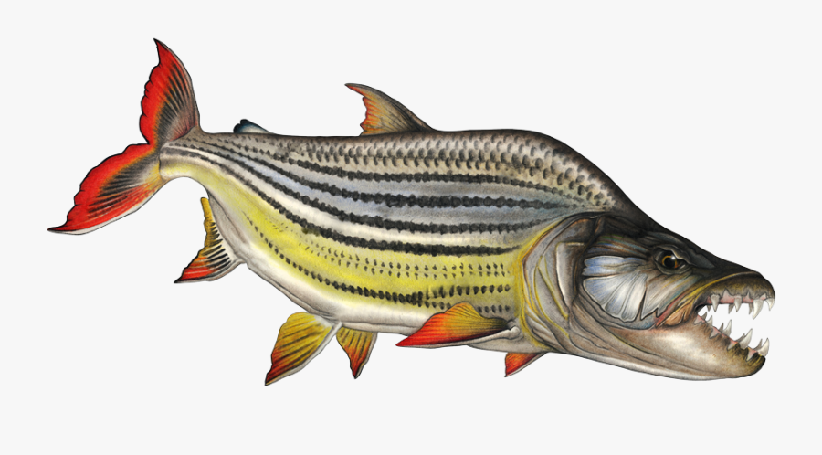 Transparent Northern Pike Clipart - Tiger Fish Clipart, Transparent Clipart