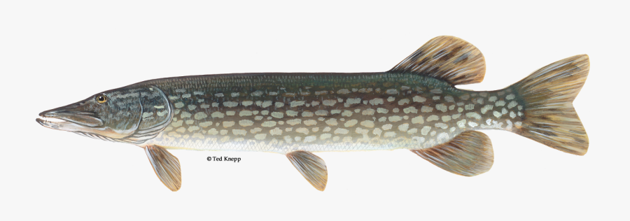 Fish,fish,northern Pike,pickerel,tail,lunge - Northern Pike Illustration, Transparent Clipart