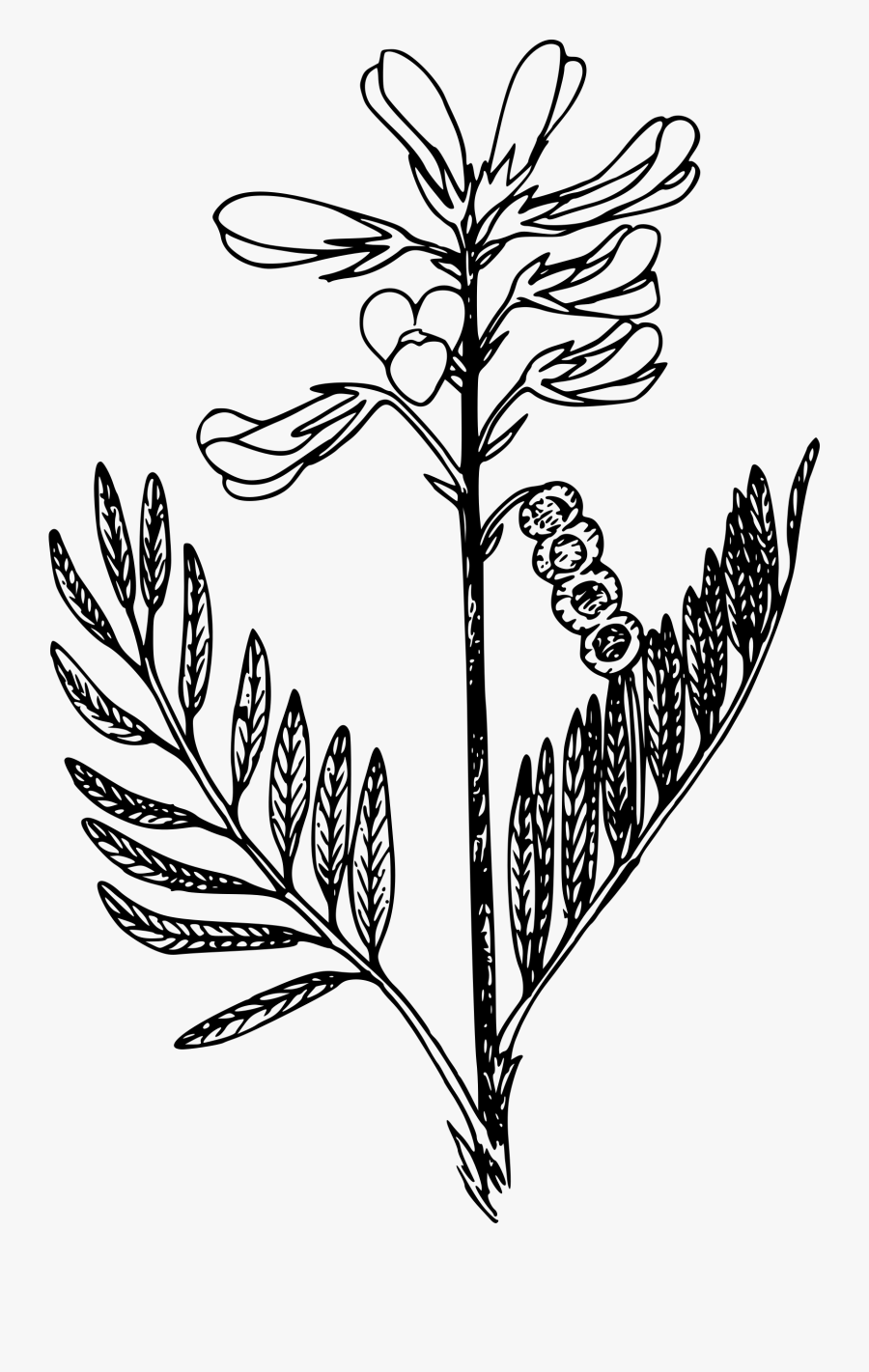 Northern Sweet Vetch Clip Arts - Vetch Drawing, Transparent Clipart