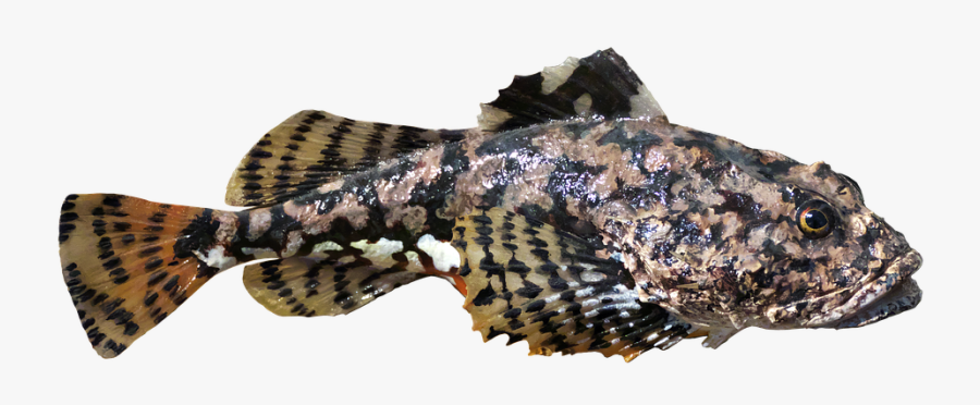 Fish, Gurnard, Preparation, Fish Preparation - Sonoran Coral Snake, Transparent Clipart