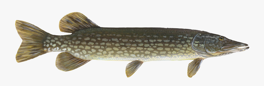 Northern Freetoedit Northernpike - Pike Fish Png, Transparent Clipart