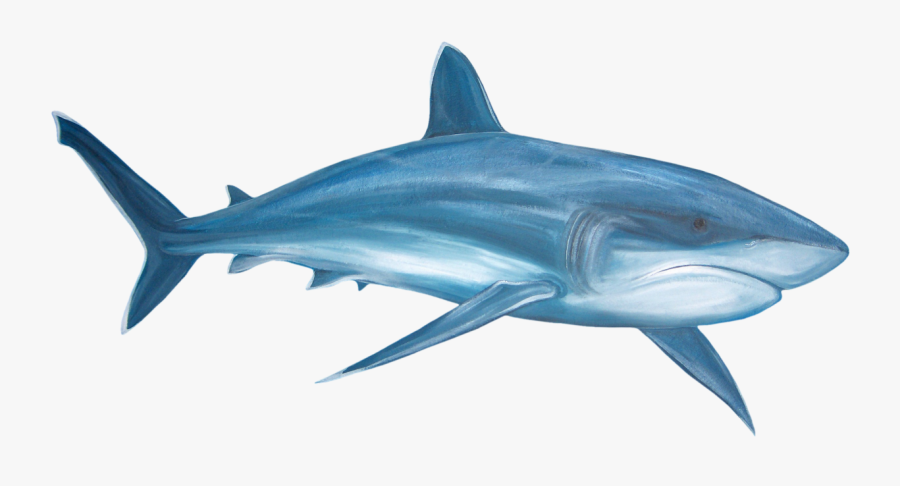 Shark Graphics Free - Shark Clip Art, Transparent Clipart