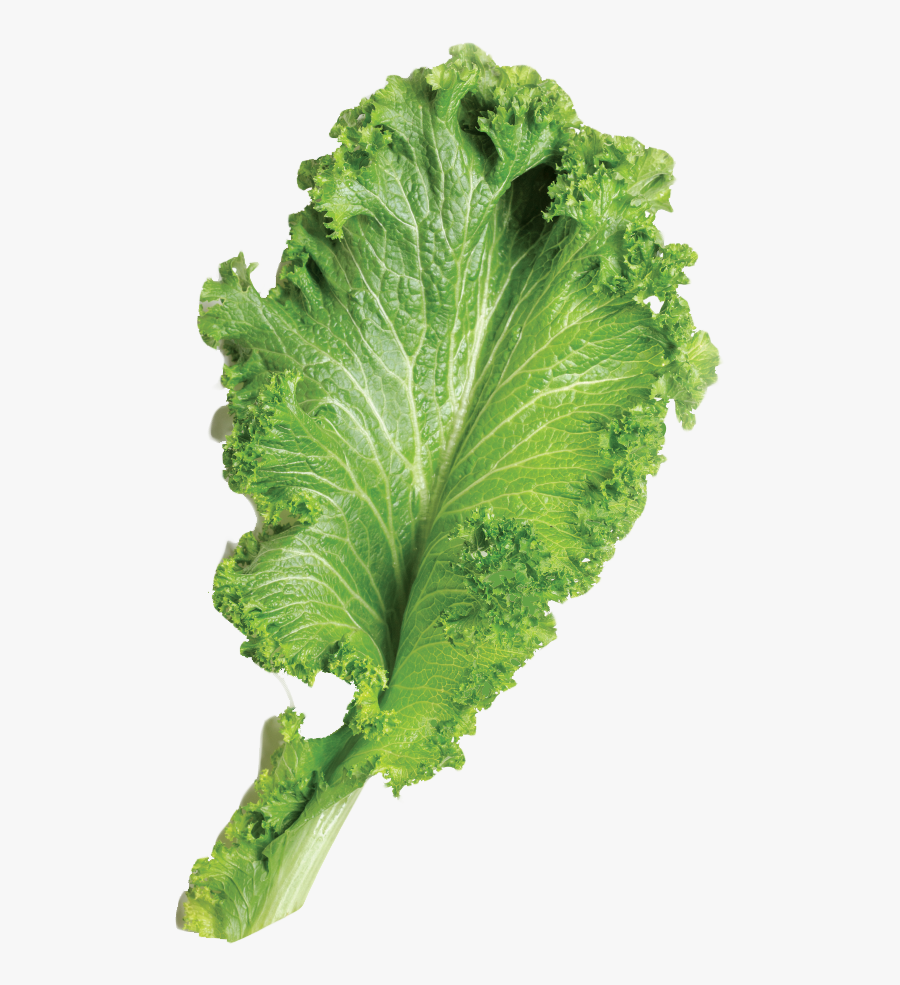 Transparent Leafy Vegetable Png, Transparent Clipart