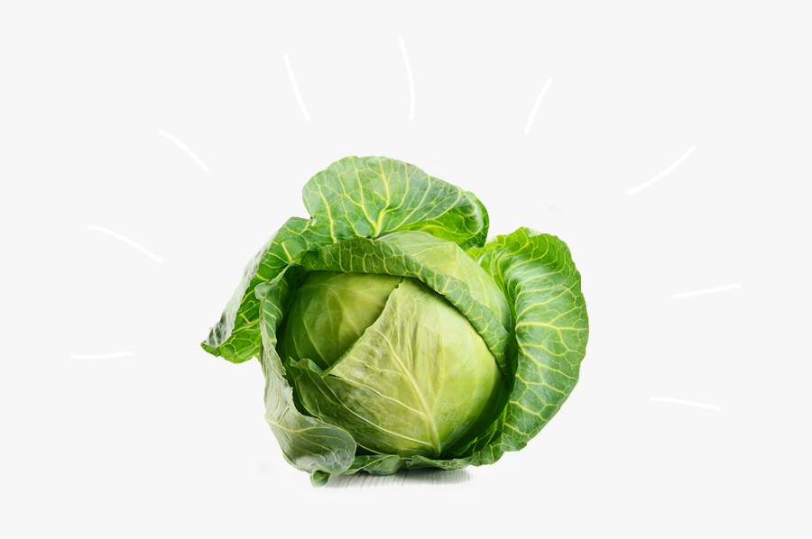 Cabbage Vegetable Broccoli Beetroot - White Cabbage, Transparent Clipart