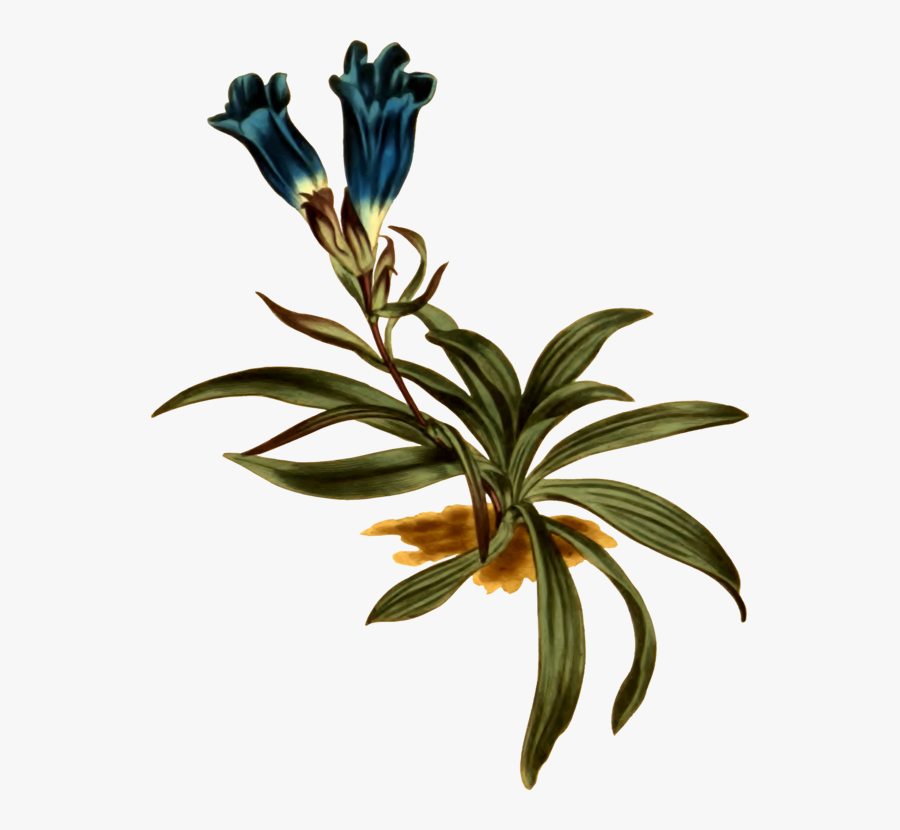 Plant,flora,leaf - Gentiana Decumbens, Transparent Clipart