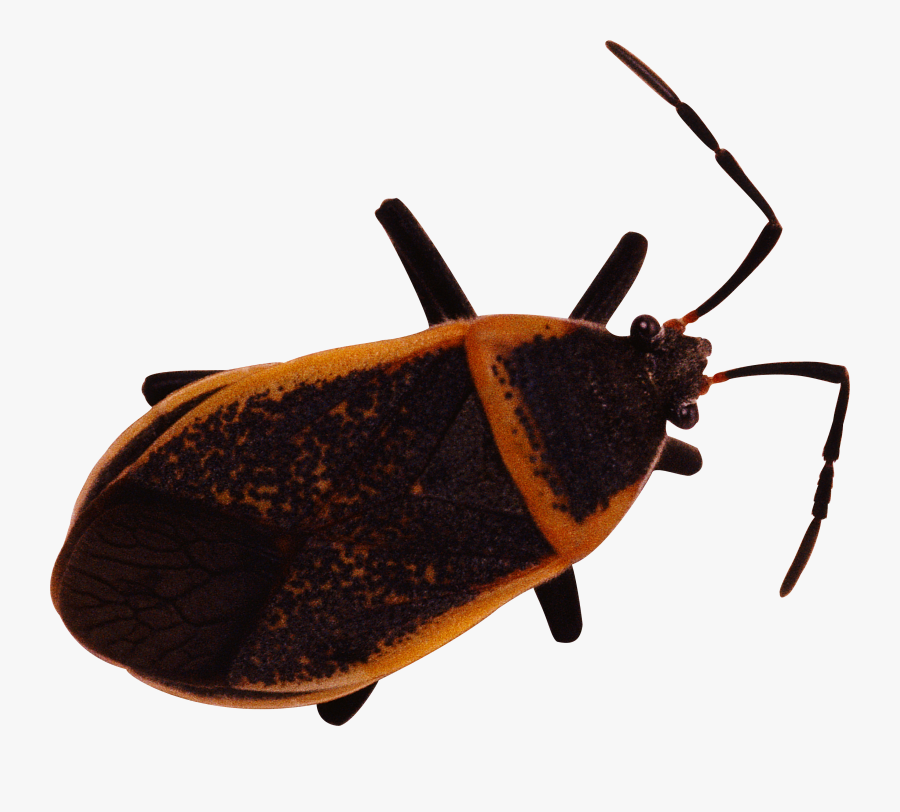 Bug Png Image - 臭虫, Transparent Clipart