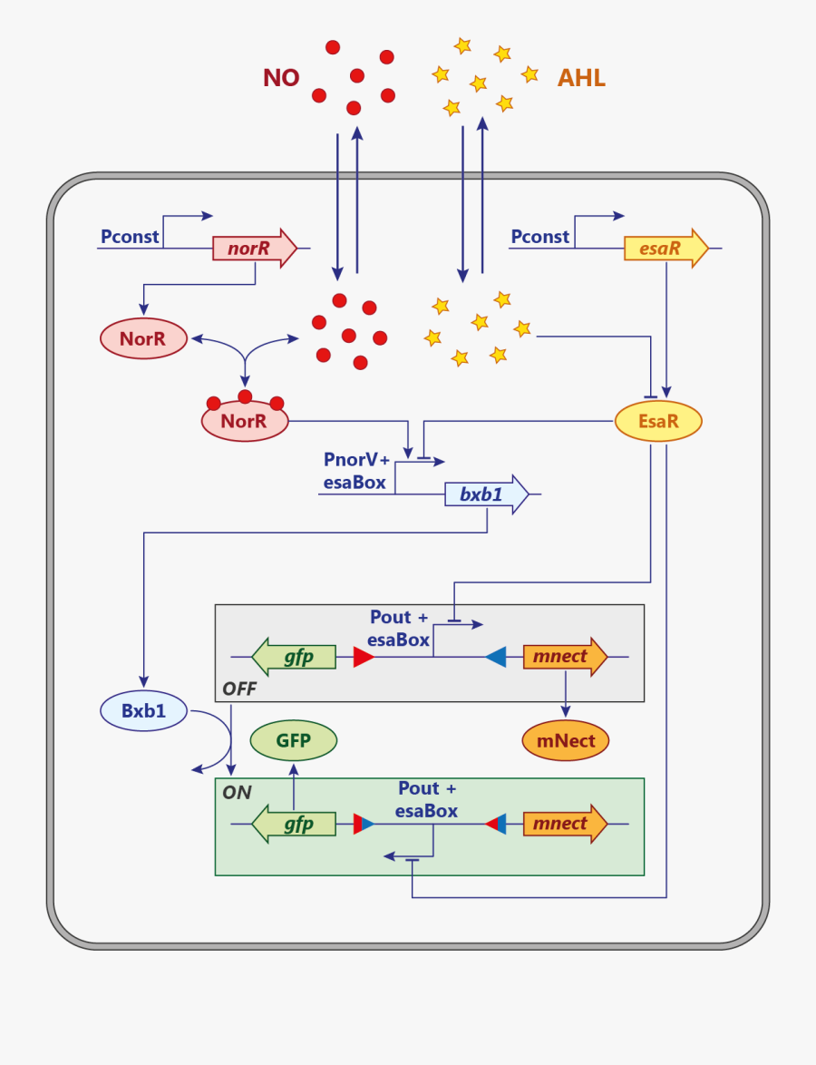 Diagram, Transparent Clipart