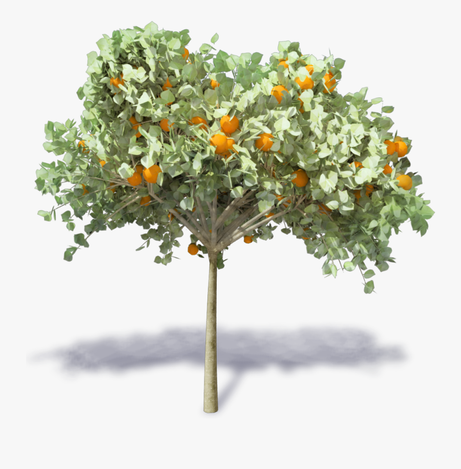 Transparent Orange Tree Png - Arbol De Naranja Png, Transparent Clipart