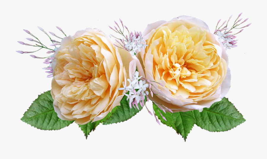Rose, David Austin, Yellow - Rosas De Color Amarillo Y Naranja Png, Transparent Clipart