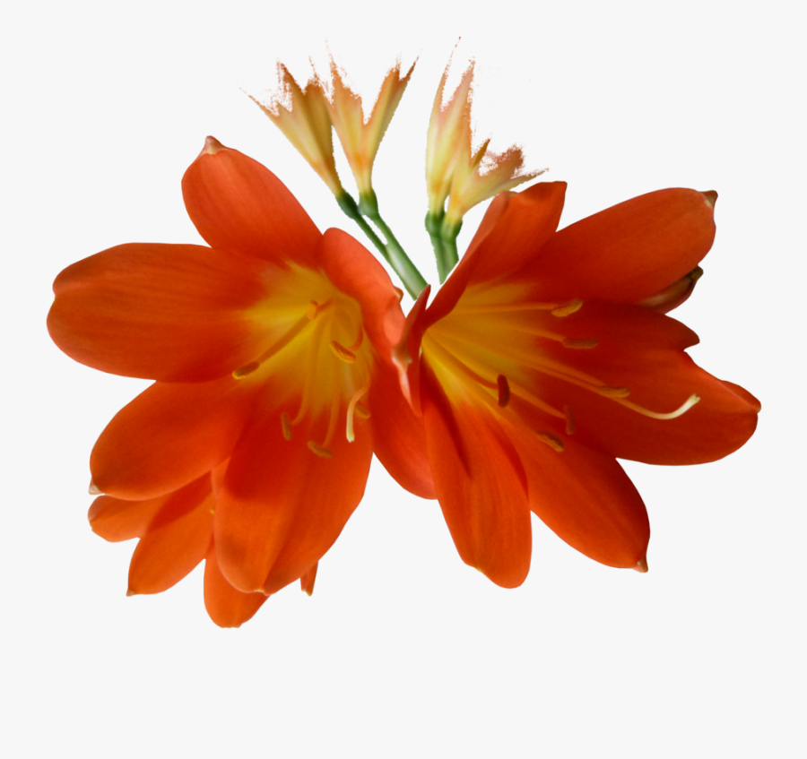 Clip Art De Lilium Naranja Transparente - Artificial Flower, Transparent Clipart