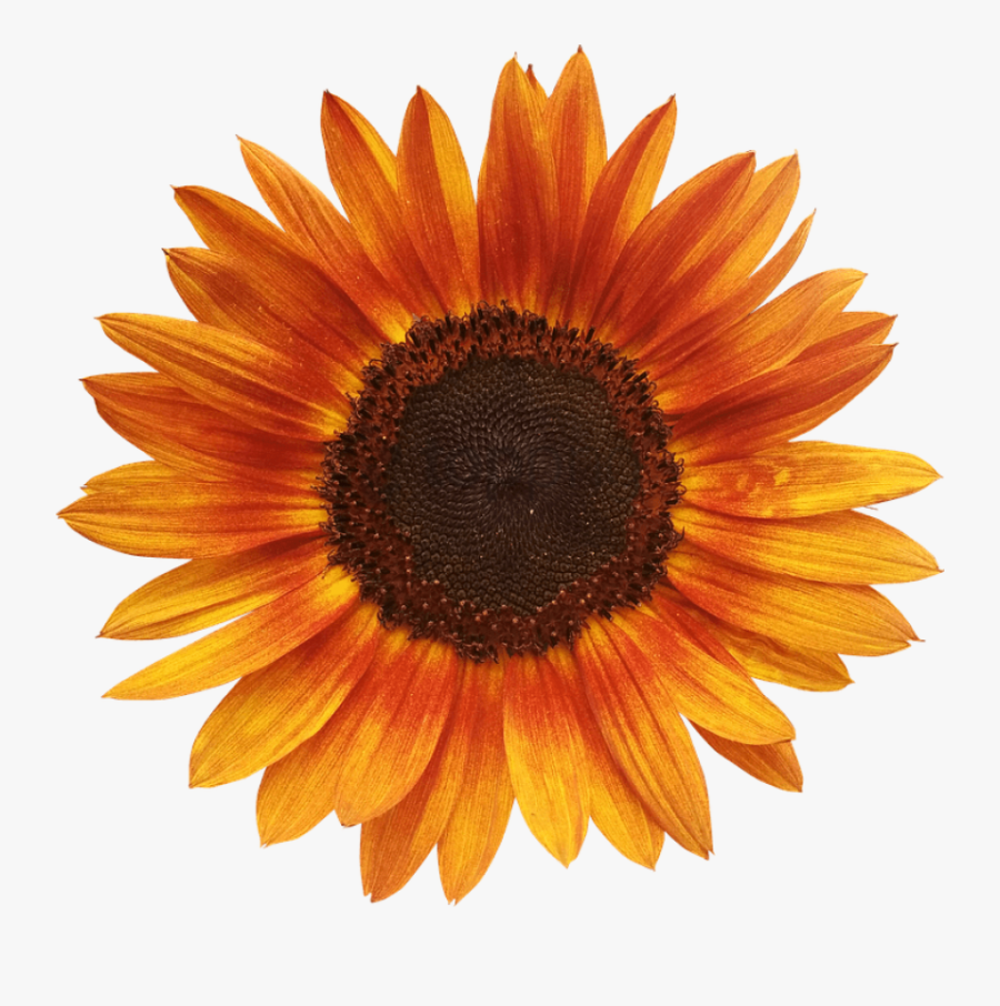 Transparent Ghetto Clipart - Red Sunflower With Transparent Background, Transparent Clipart