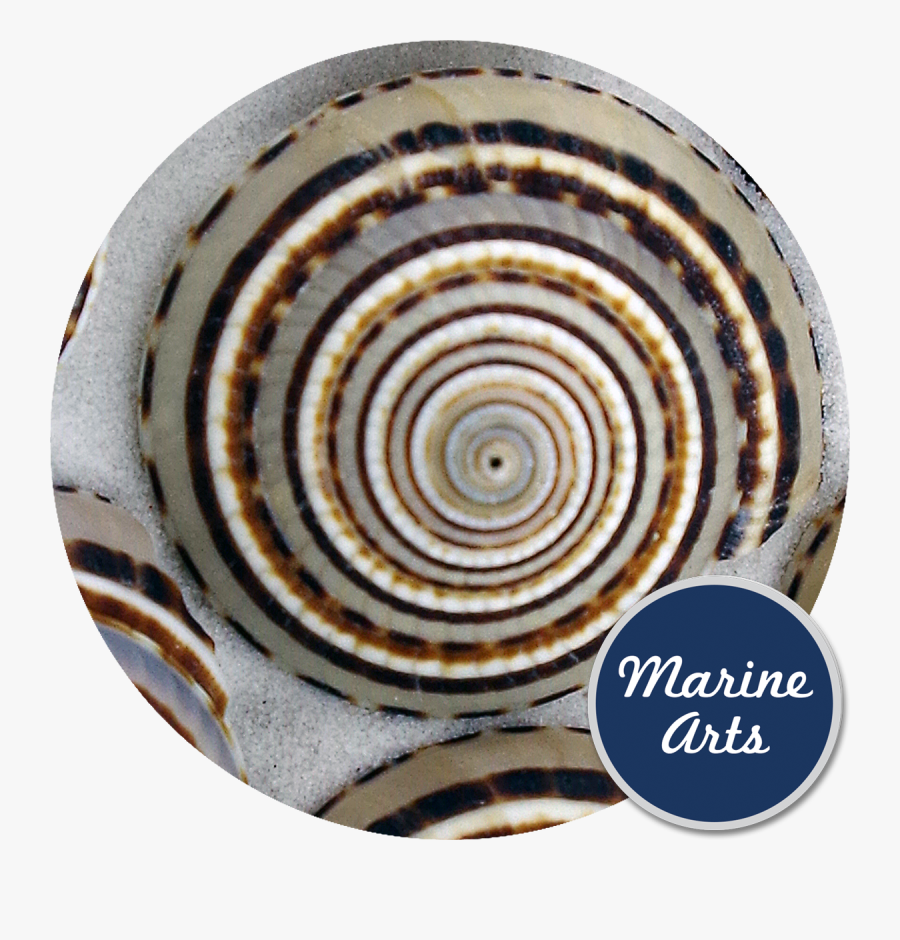 Ben Wood Photography Shells, Transparent Clipart