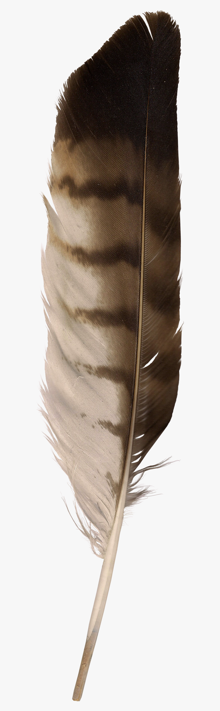 Eagle Feather Clip Art, Transparent Clipart