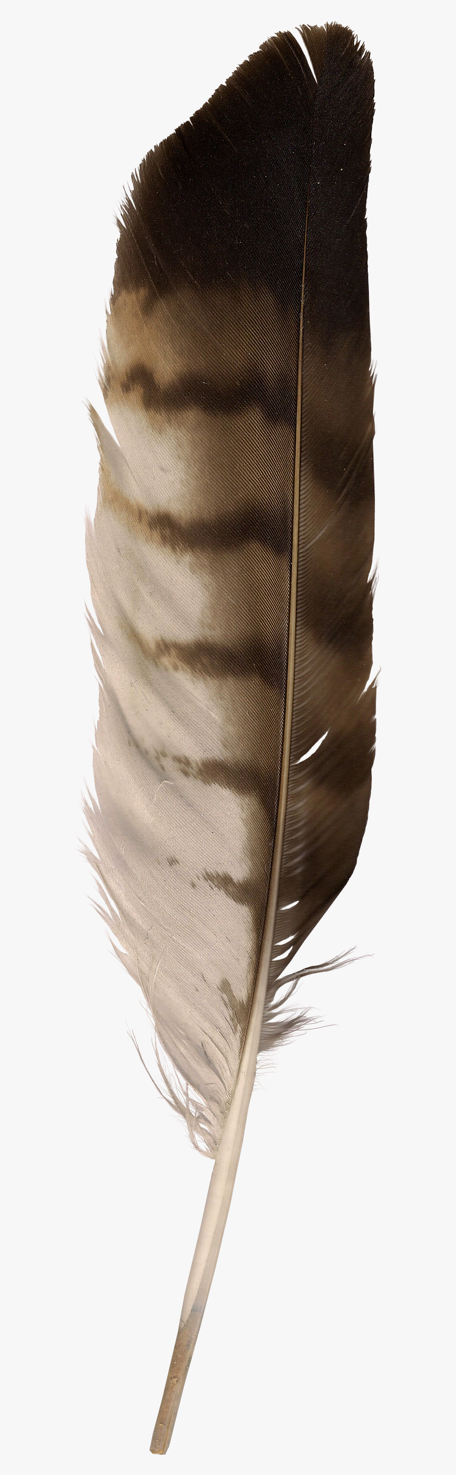 Eagle Feather Clip Art , Free Transparent Clipart ClipartKey