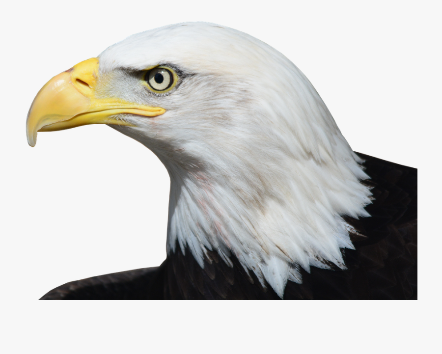 Bird,bald Of Eagle,feather - Relate To The Constitution, Transparent Clipart