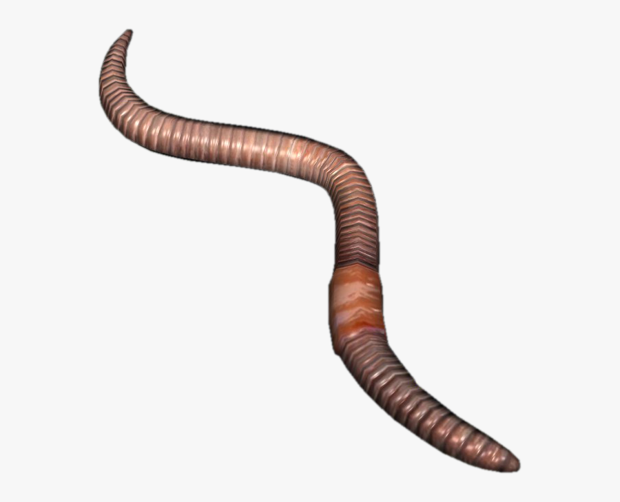 Worms Png - Earth Worm Png, Transparent Clipart