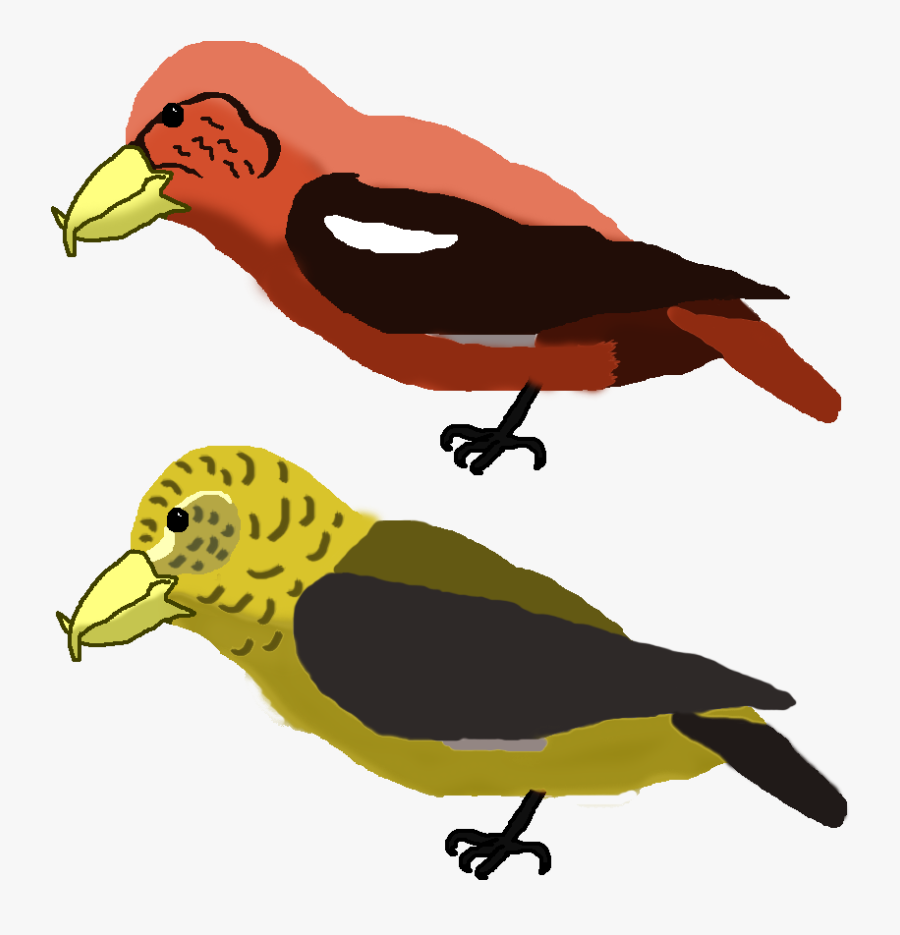 All Birds Wiki Fandom - Perching Bird, Transparent Clipart