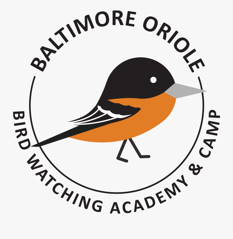 Transparent Baltimore Orioles Logo Png - Old World Flycatcher, Transparent Clipart