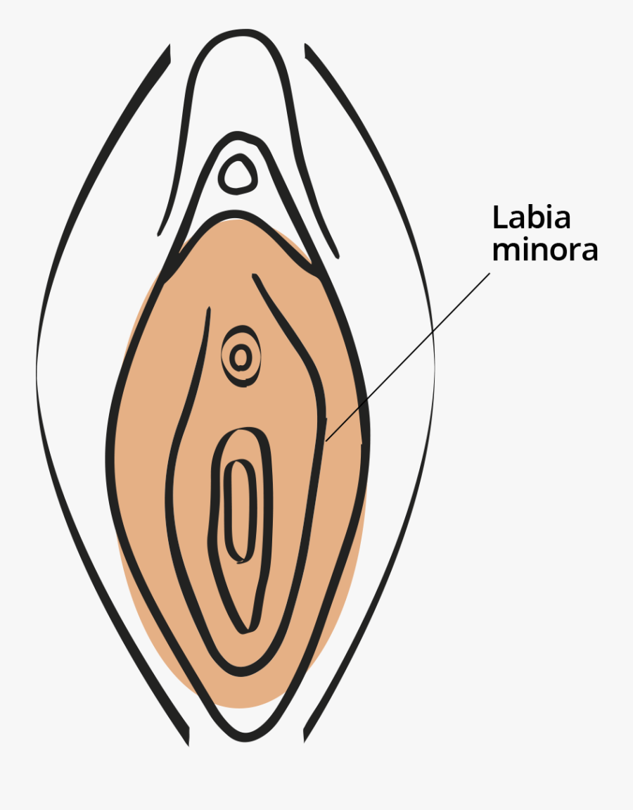 They Often Come In A Variety Of Shapes, Sizes & Skin - Vagina Png, Transparent Clipart