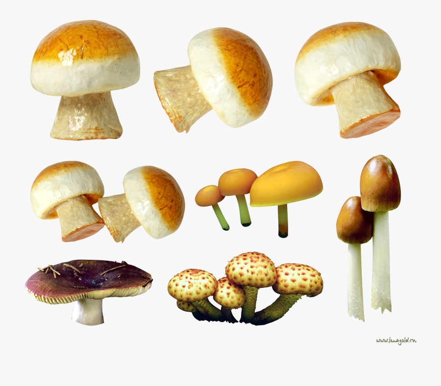 Variety Of Mushrooms Png Image - Mushroom, Transparent Clipart