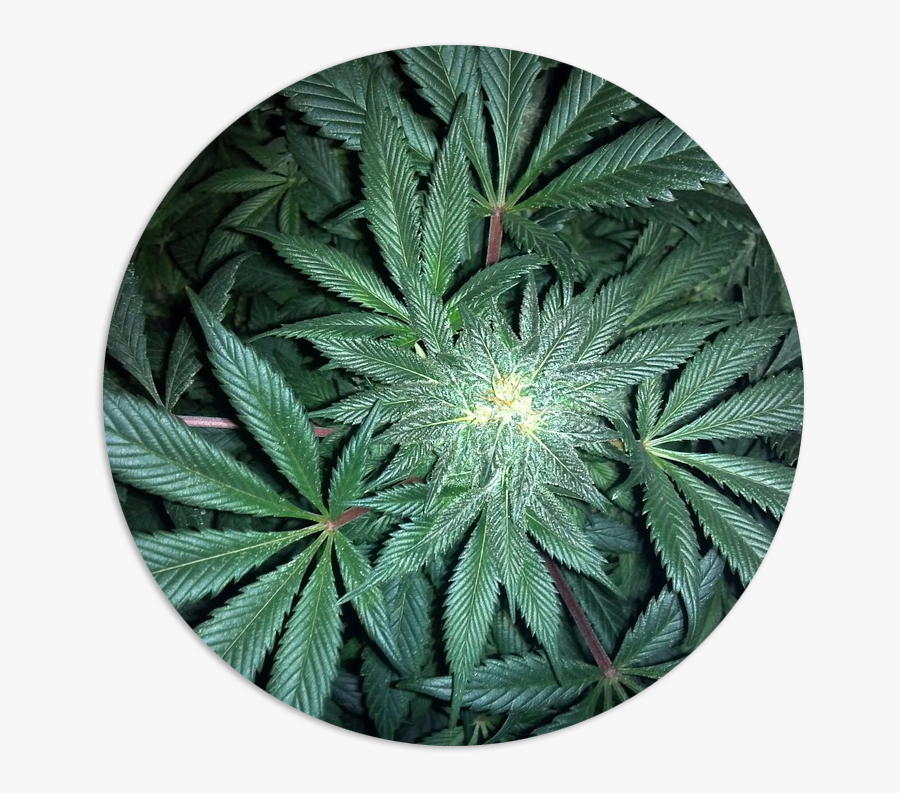 Doğal Esrar, Transparent Clipart