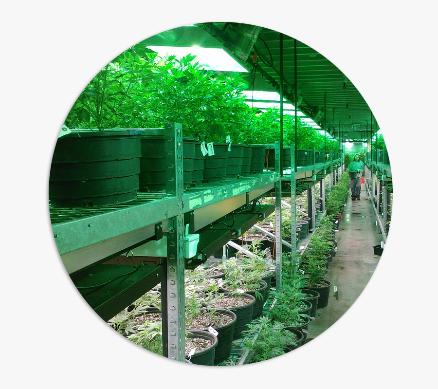 Damian Marley Weed Farm, Transparent Clipart