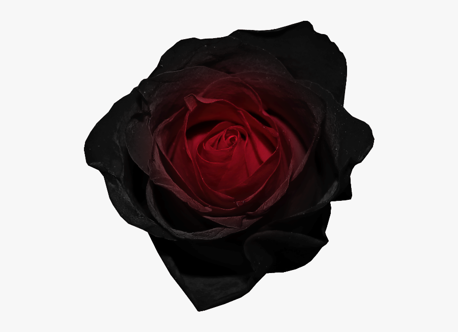 Red And Png Picture - Long Stem Black Roses Transparent Background, Transparent Clipart