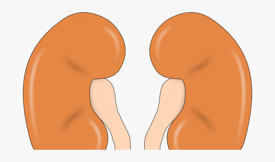 Kidney Clipart Acute Kidney Injury - Kidneys Cartoon Png, Transparent Clipart