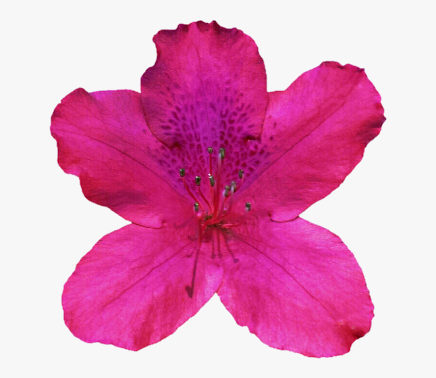 Free Cliparts Azaleas - Alstroemeriaceae, Transparent Clipart