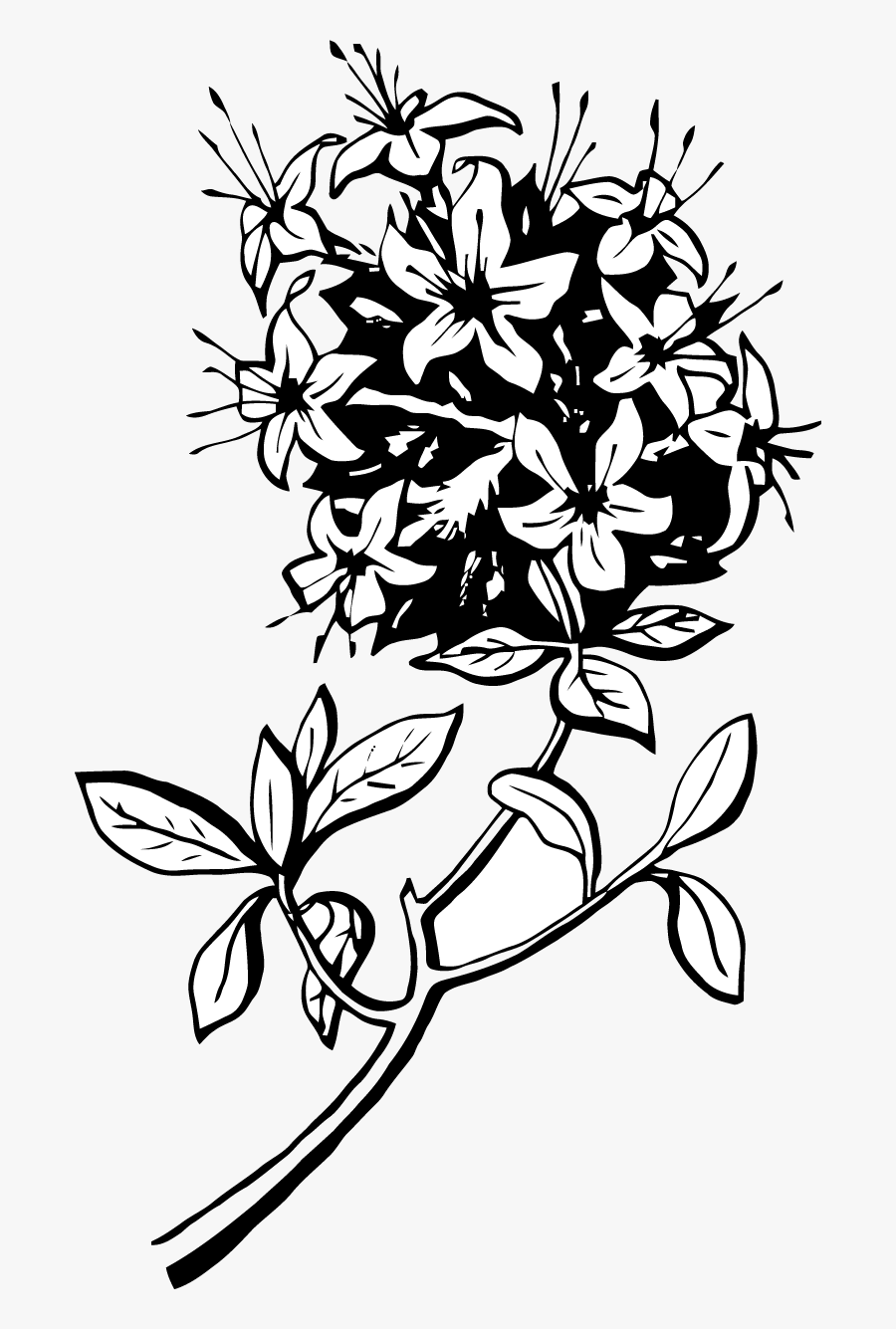 Rosa Glauca, Transparent Clipart