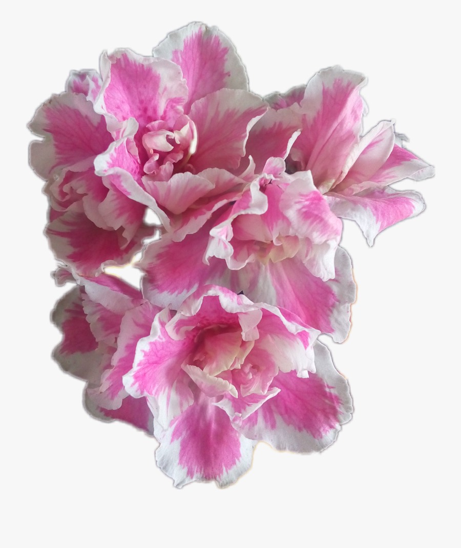 #flores #azalea #flowers #catarinazs - Azalea Flowers Transparent, Transparent Clipart
