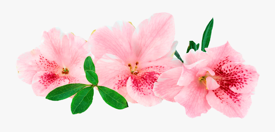 Azalea - Azalea Png, Transparent Clipart