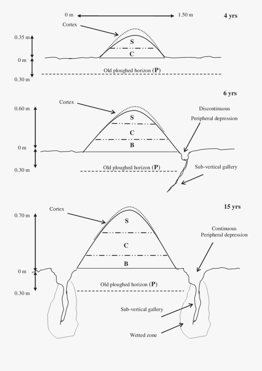Diagram, Transparent Clipart