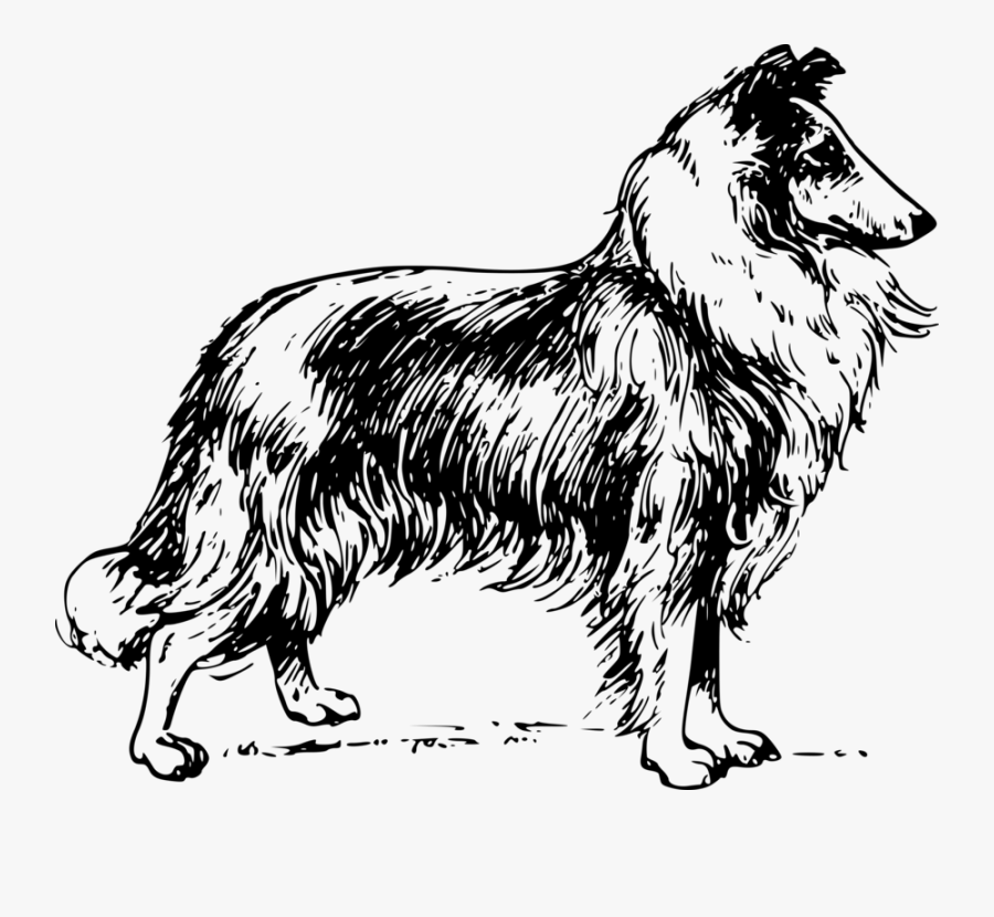 Line Art,collie,tail - Collie Clipart Black And White, Transparent Clipart