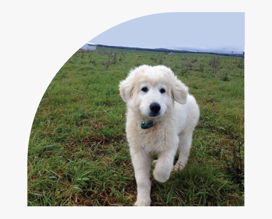 Clip Art Polish Tatra Sheepdog - Kuvasz, Transparent Clipart