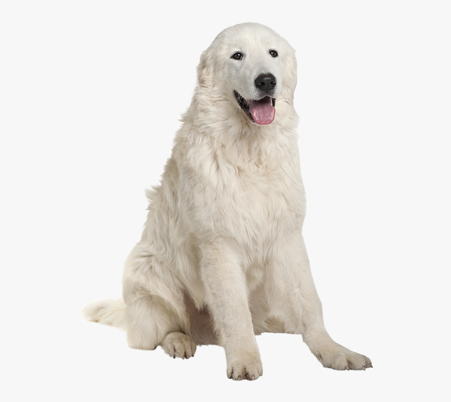 Clip Art Polish Tatra Sheepdog - 3 Month Old Maremma, Transparent Clipart