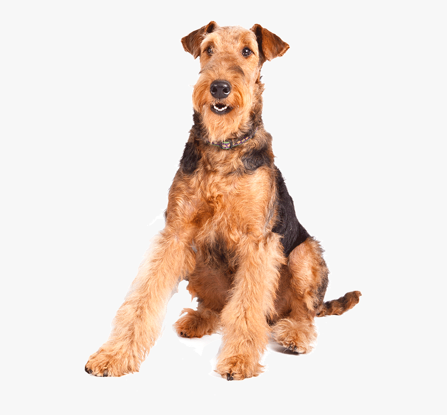 Terrier Drawing Airedale - Airedale Terrier Png, Transparent Clipart