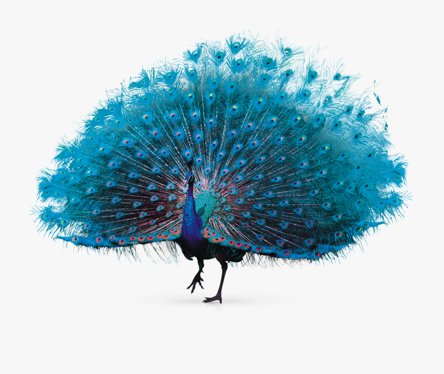 Peacock Image Transparent Background, Transparent Clipart