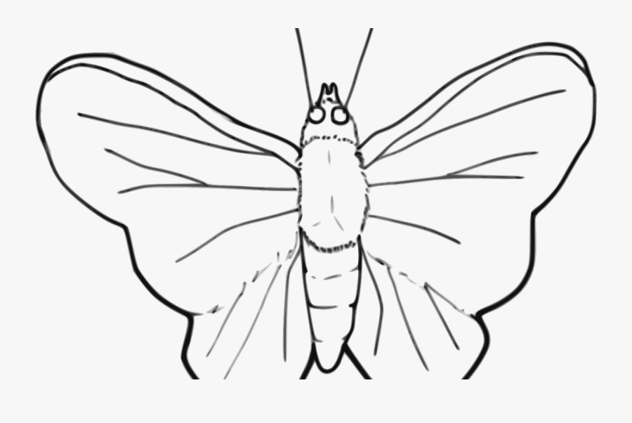Butterfly X Carwad Net - Moth Clipart Black And White, Transparent Clipart