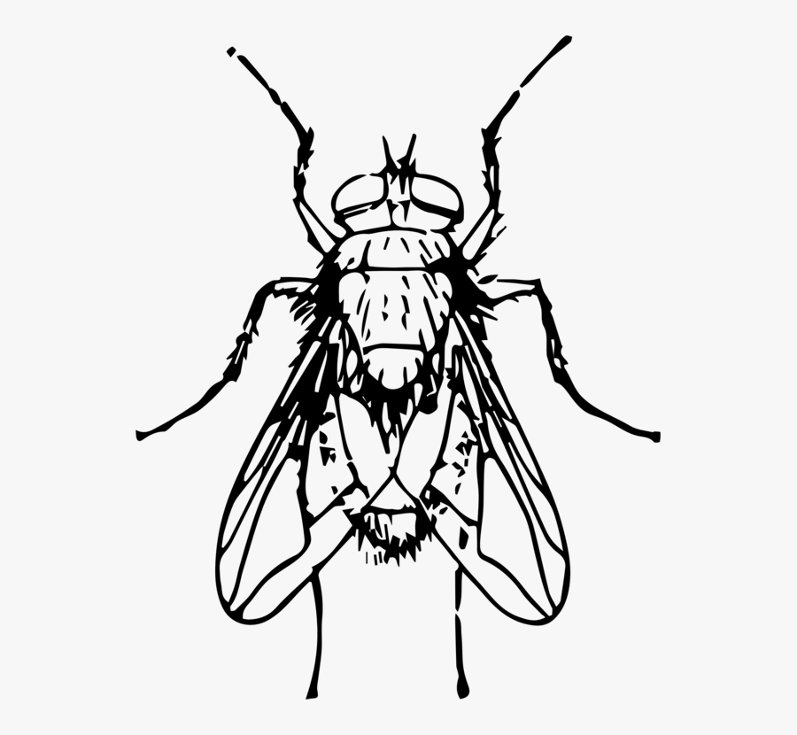 Line Art,monochrome Photography,tree - Blow Fly Clip Art, Transparent Clipart
