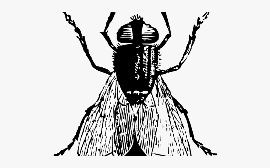 Fly Clip Art, Transparent Clipart