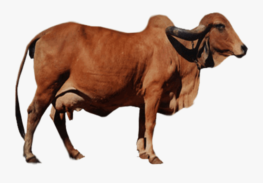 Clip Art Gyr Cattle Jasdan Ox - Gir Cow Images Png, Transparent Clipart
