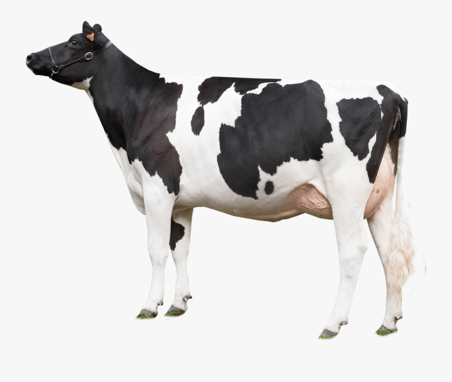 Vaca Png Page - Cow Transparent, Transparent Clipart
