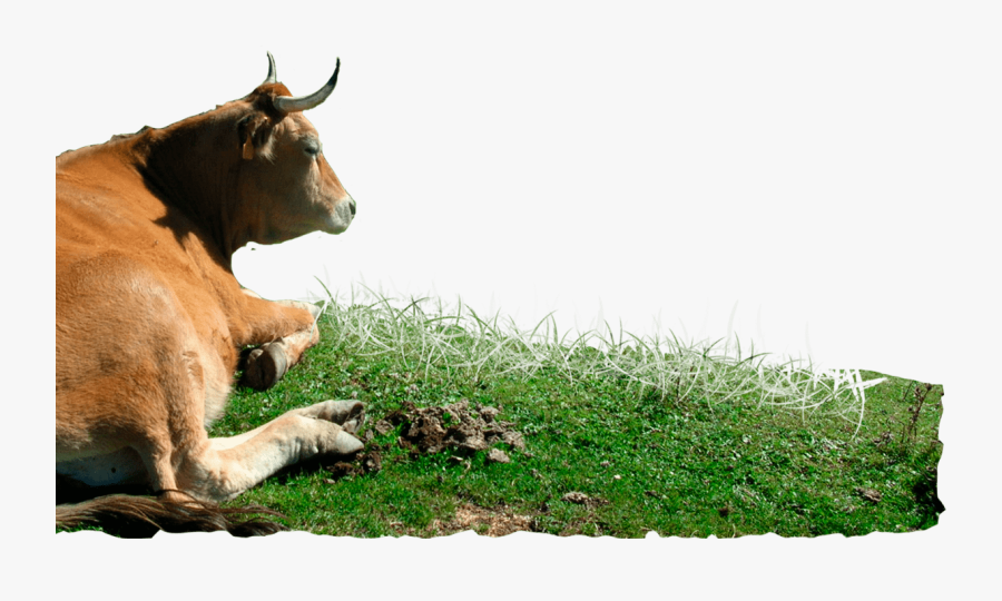 Bull, Transparent Clipart