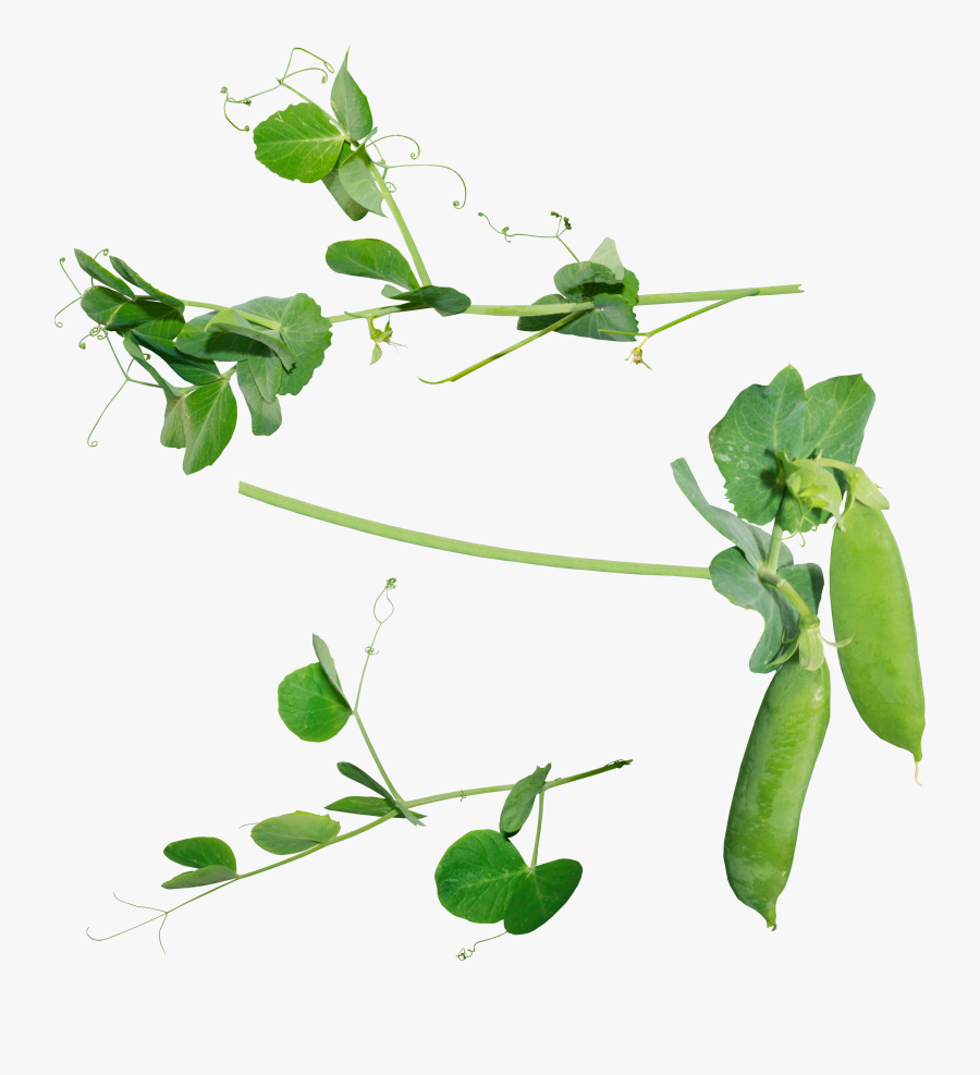 Clip Art Png Free Download - Sweet Pea Plant Png, Transparent Clipart