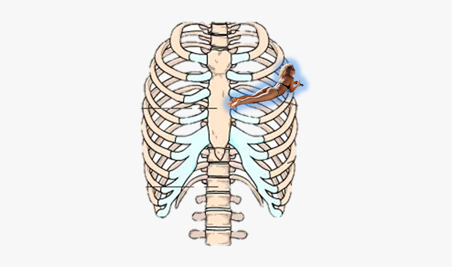 Rib Cage Human Skeleton Sternum Anatomy - Sternum And Thoracic Vertebrae, Transparent Clipart