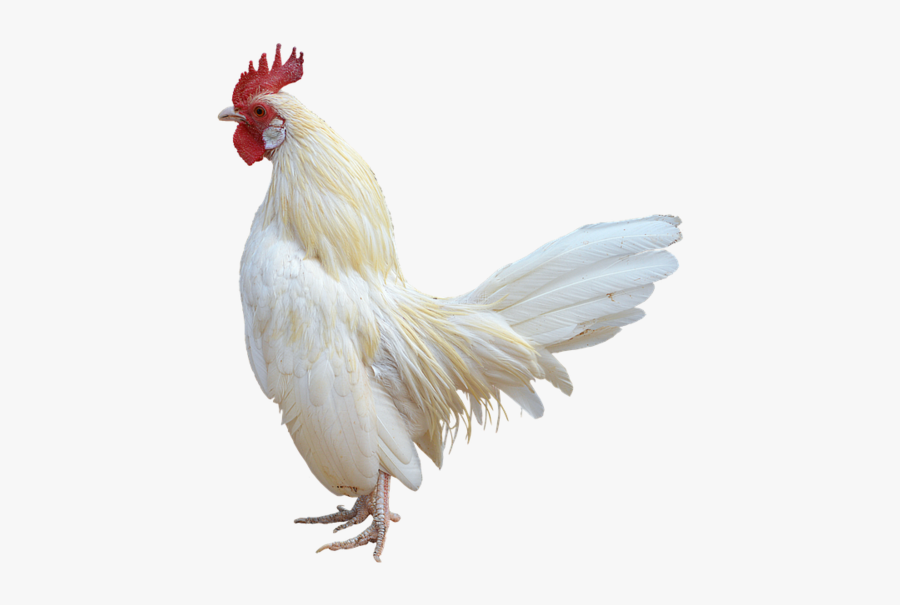 Png, White Cock, Gallo, Ave, - White Rooster Transparent Background, Transparent Clipart