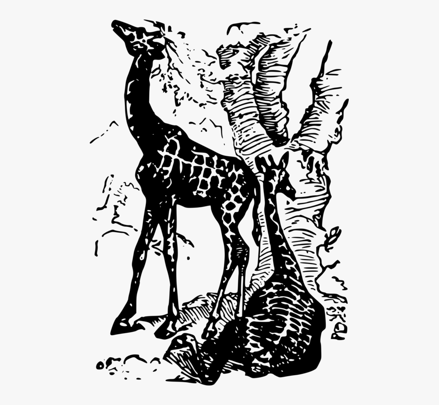 Giraffidae,line Art,wildlife - Giraffe, Transparent Clipart